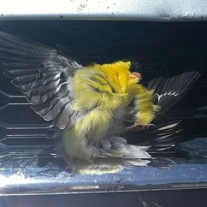 Meet your Posher, Sweetomatic.